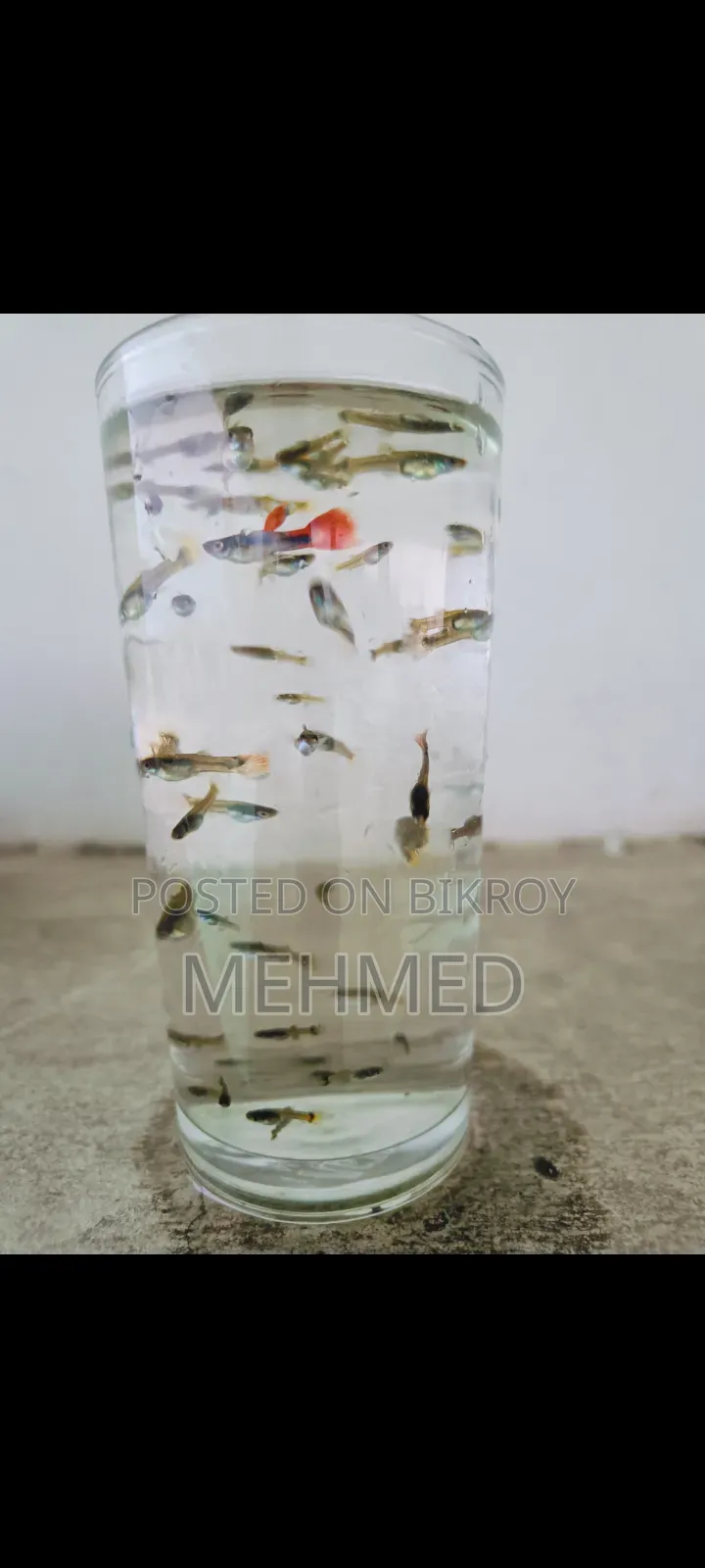 Mixed Guppy New Adult