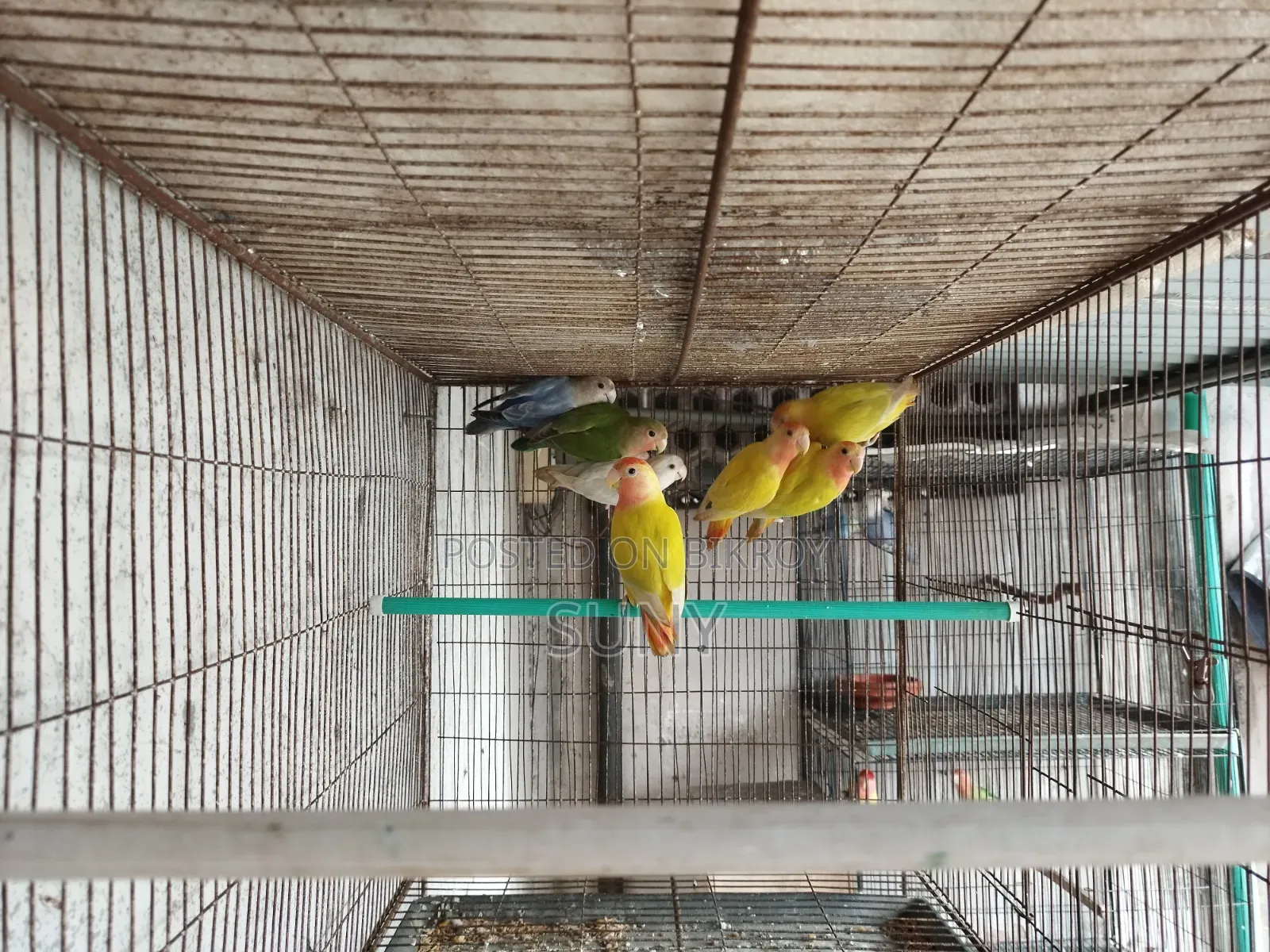 Cockatiel and Lovebird birds