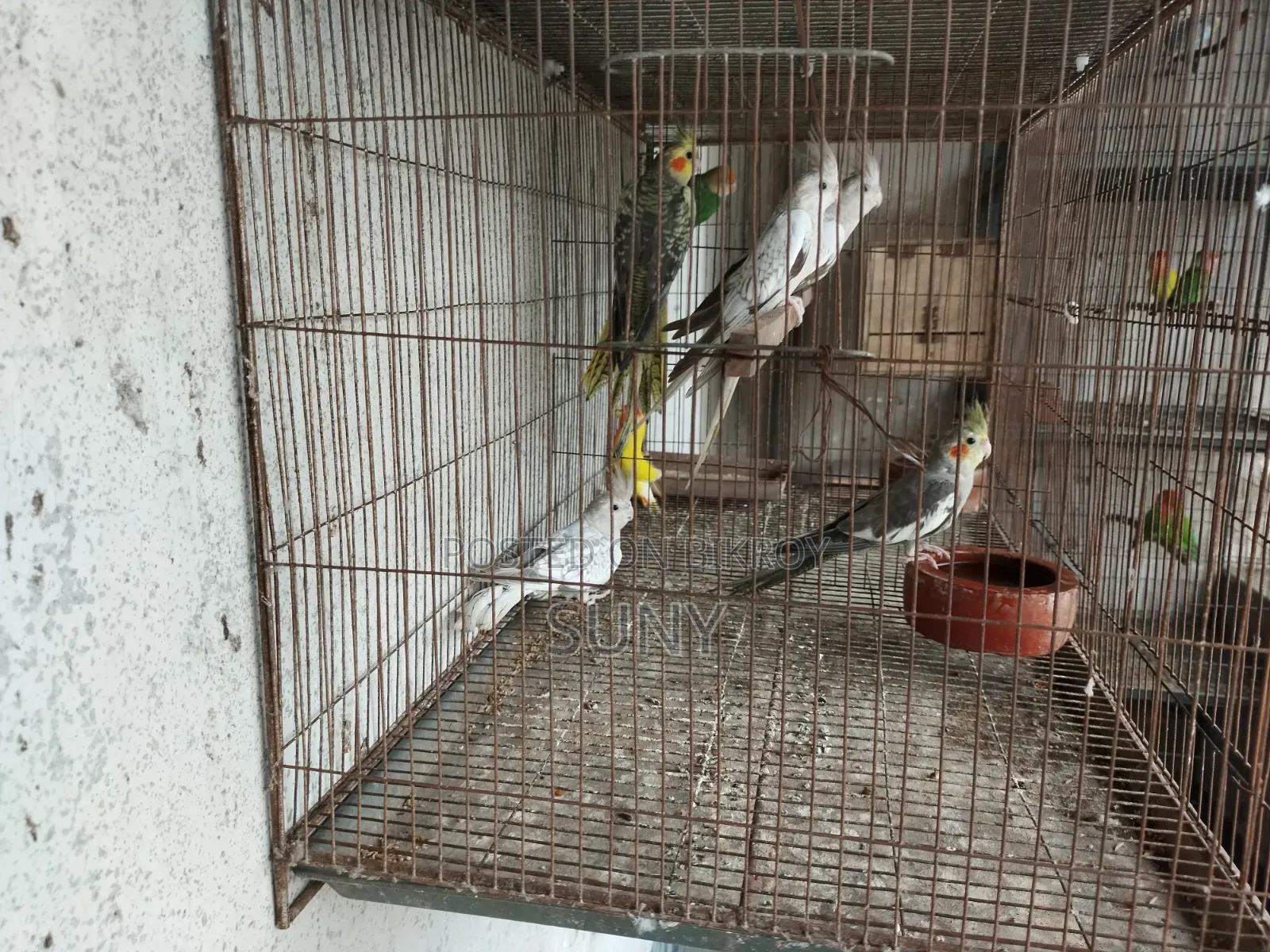 Cockatiel and Lovebird birds