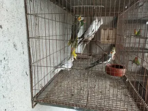 Cockatiel and Lovebird birds