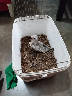 Cockatiel and Lovebird birds