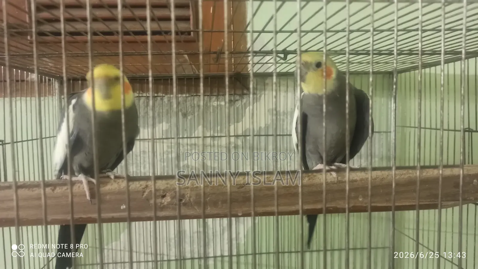 Cockatiel Pair