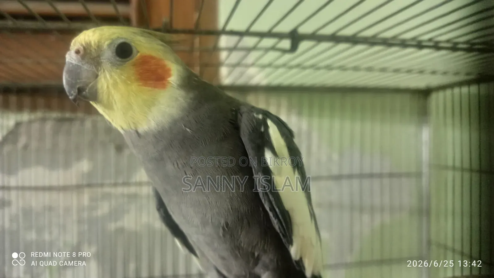 Cockatiel Pair