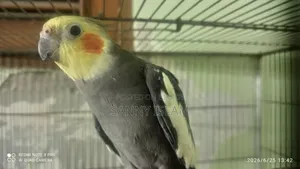 Cockatiel Pair