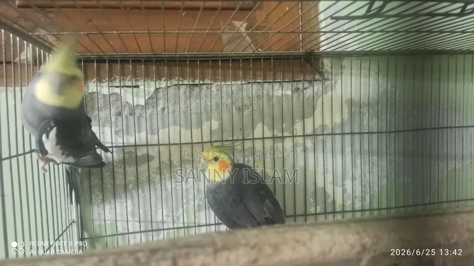 Cockatiel Pair