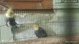 Cockatiel Pair