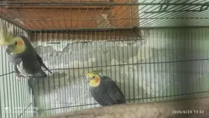 Cockatiel Pair