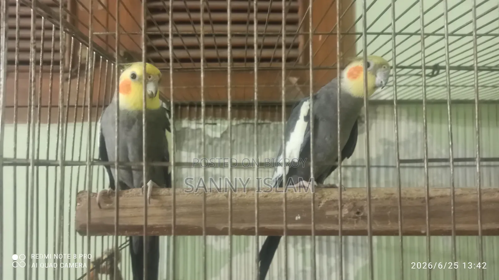 Cockatiel Pair