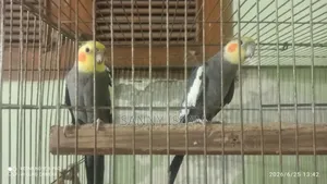 Cockatiel Pair