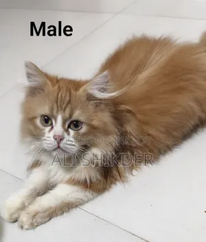 1-3 Months Female Purebred Persian
