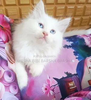 1-3 months Female Purebred Persian