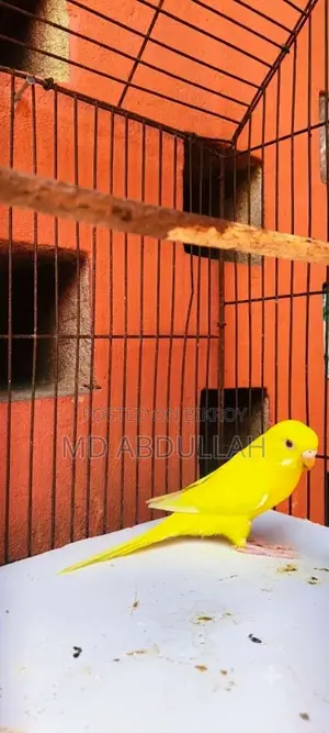 Lutino Budgerigar