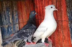 Pigeon Running Pair