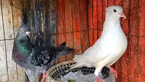 Pigeon Running Pair