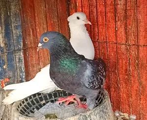 Pigeon Running Pair