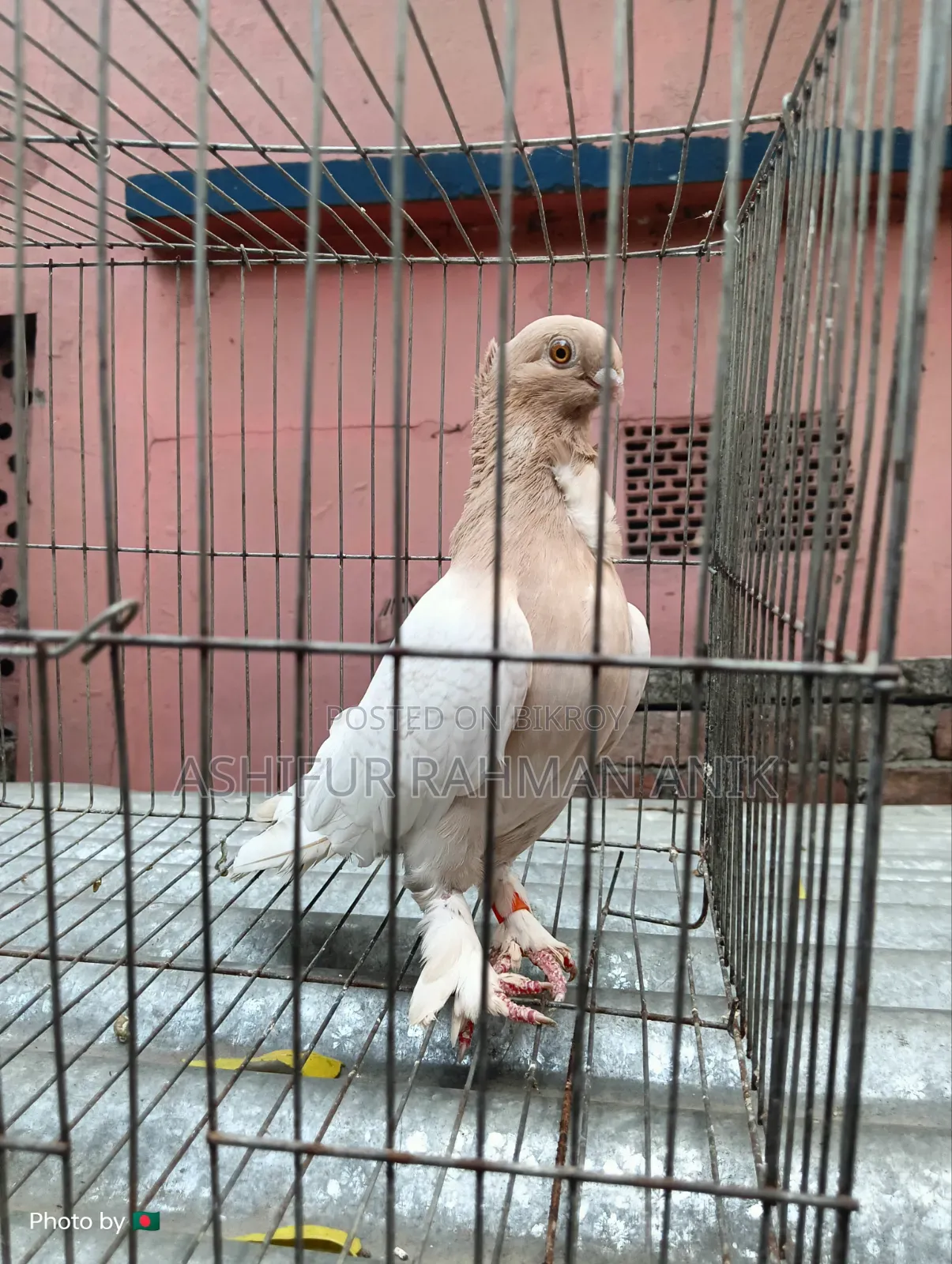 Yellow Blondinette Male Pigeon