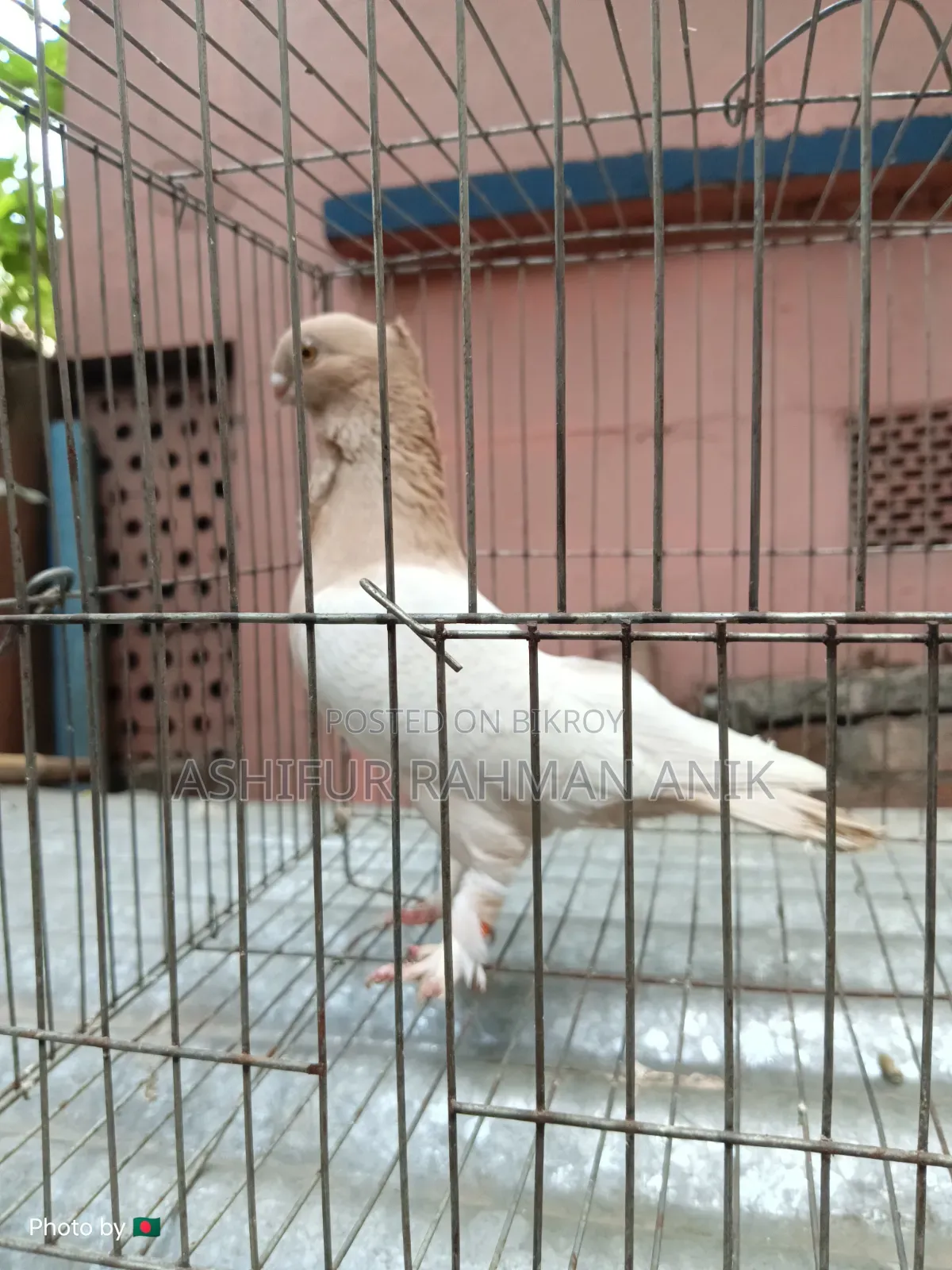 Yellow Blondinette Male Pigeon