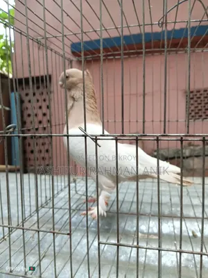 Yellow Blondinette Male Pigeon