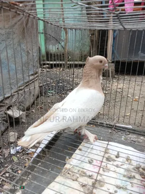 Yellow Blondinette Male Pigeon