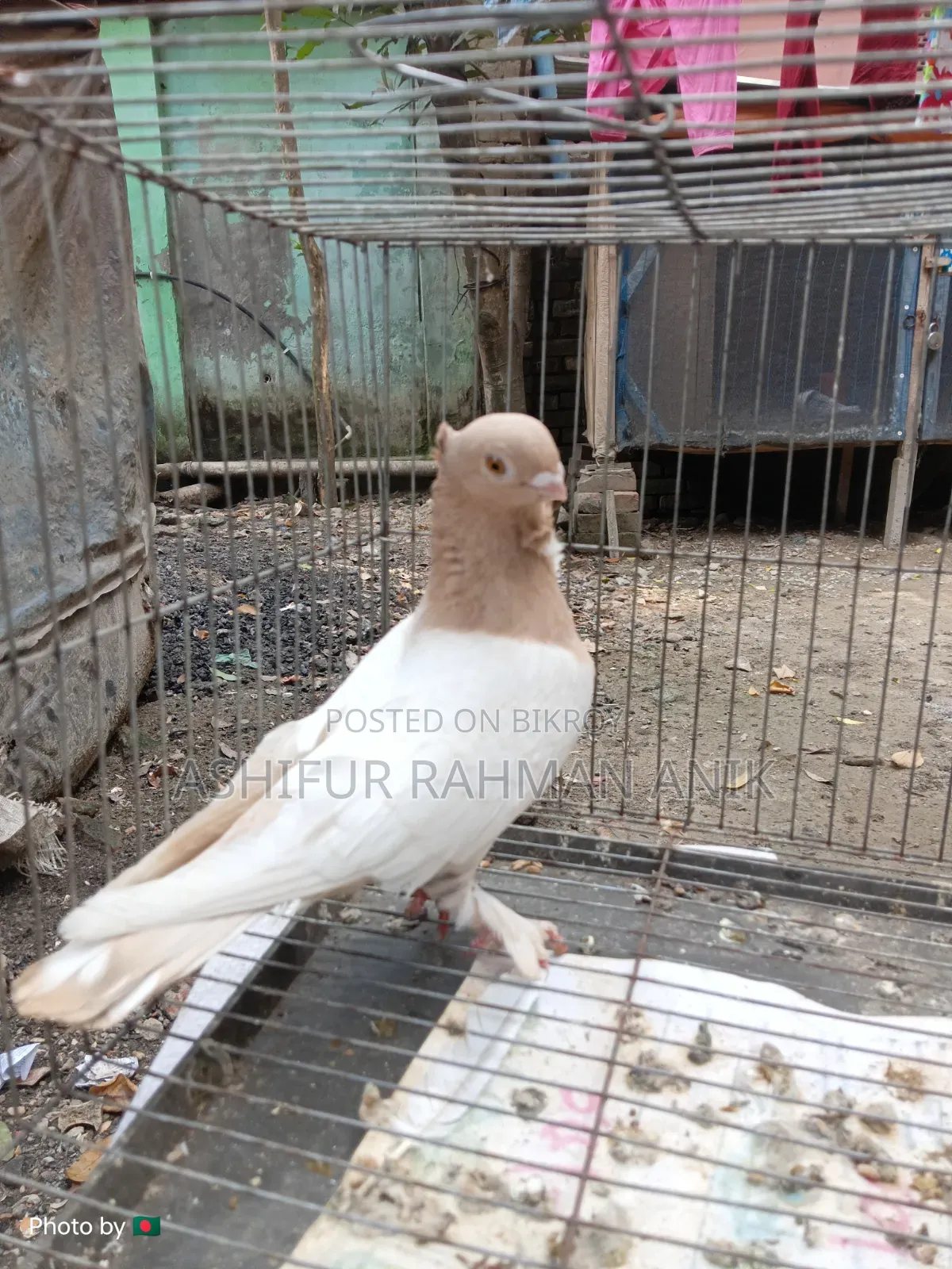 Yellow Blondinette Male Pigeon