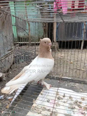 Yellow Blondinette Male Pigeon