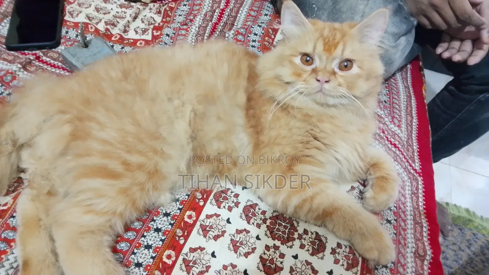 3-6 Months Male Purebred Persian Cat