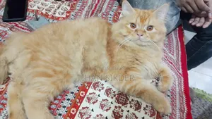 3-6 months Male Purebred Persian
