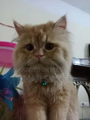 3-6 Months Male Purebred Persian Cat