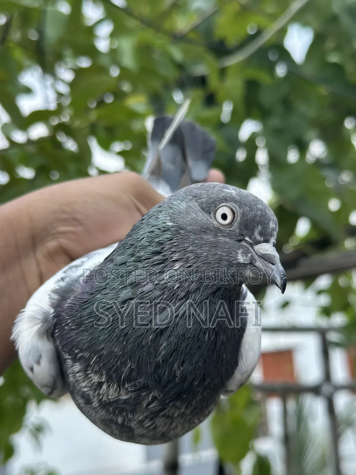 Pakistani Pigeons