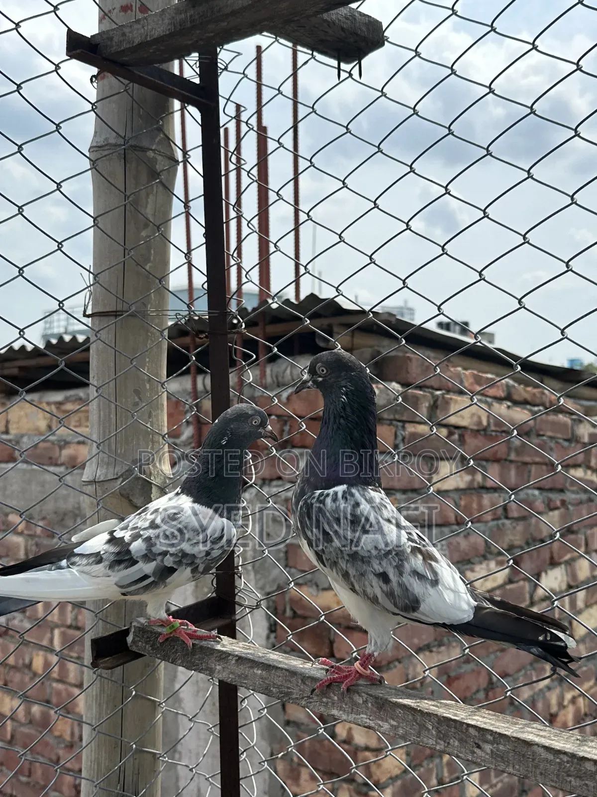 Pakistani Pigeons