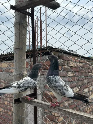 Pakistani Pigeons