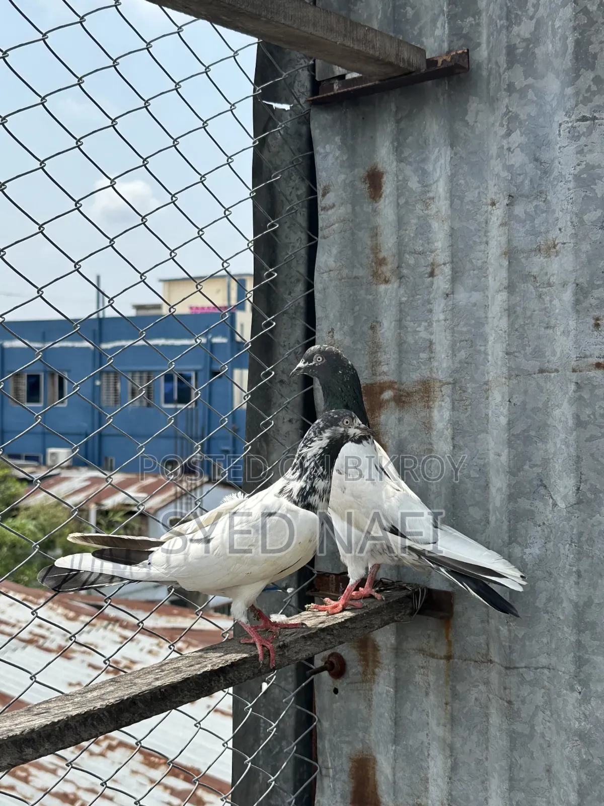 Pakistani Pigeons