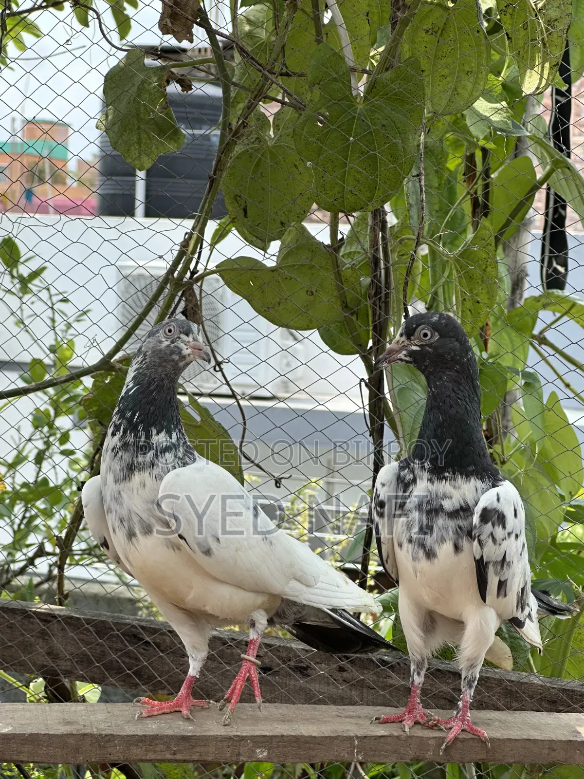 Pakistani Pigeons