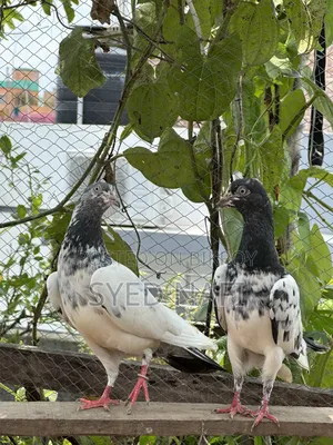 Pakistani Pigeons