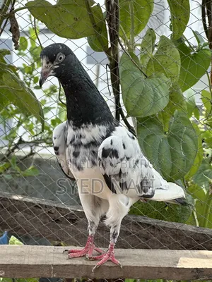 Pakistani Pigeons