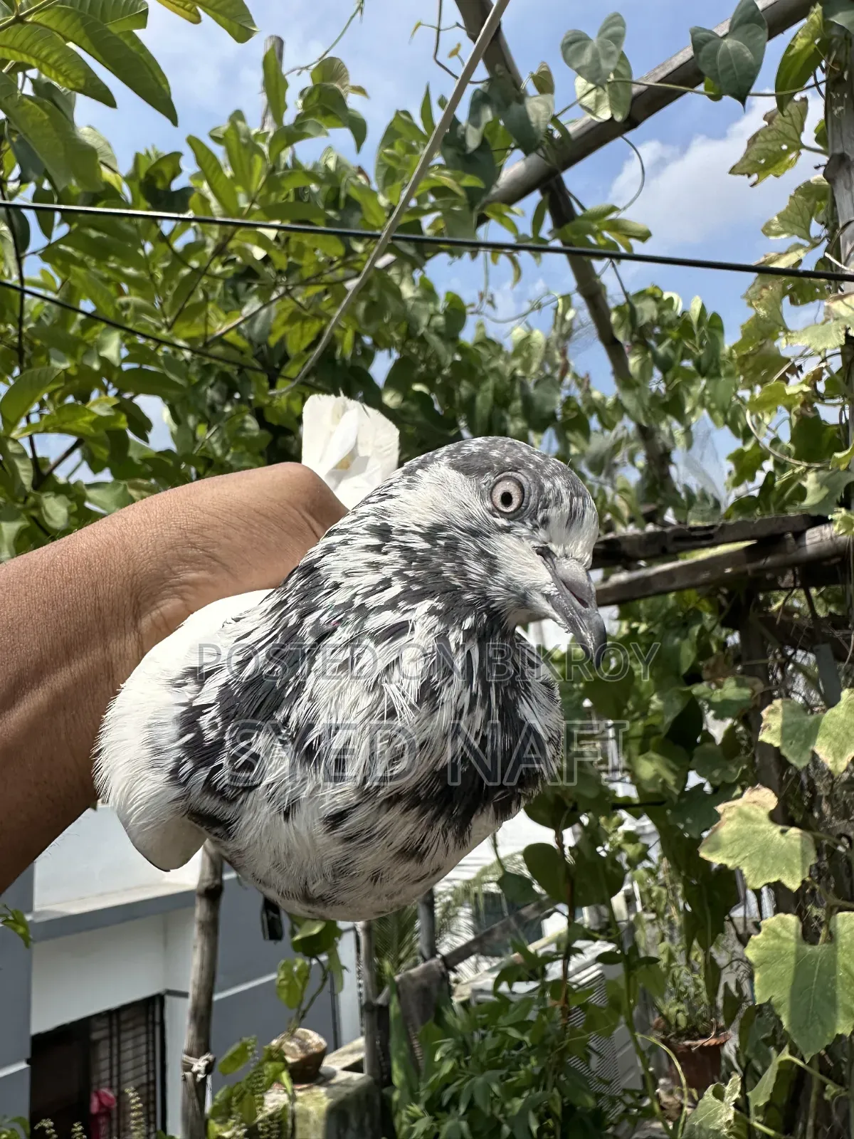 Pakistani Pigeons