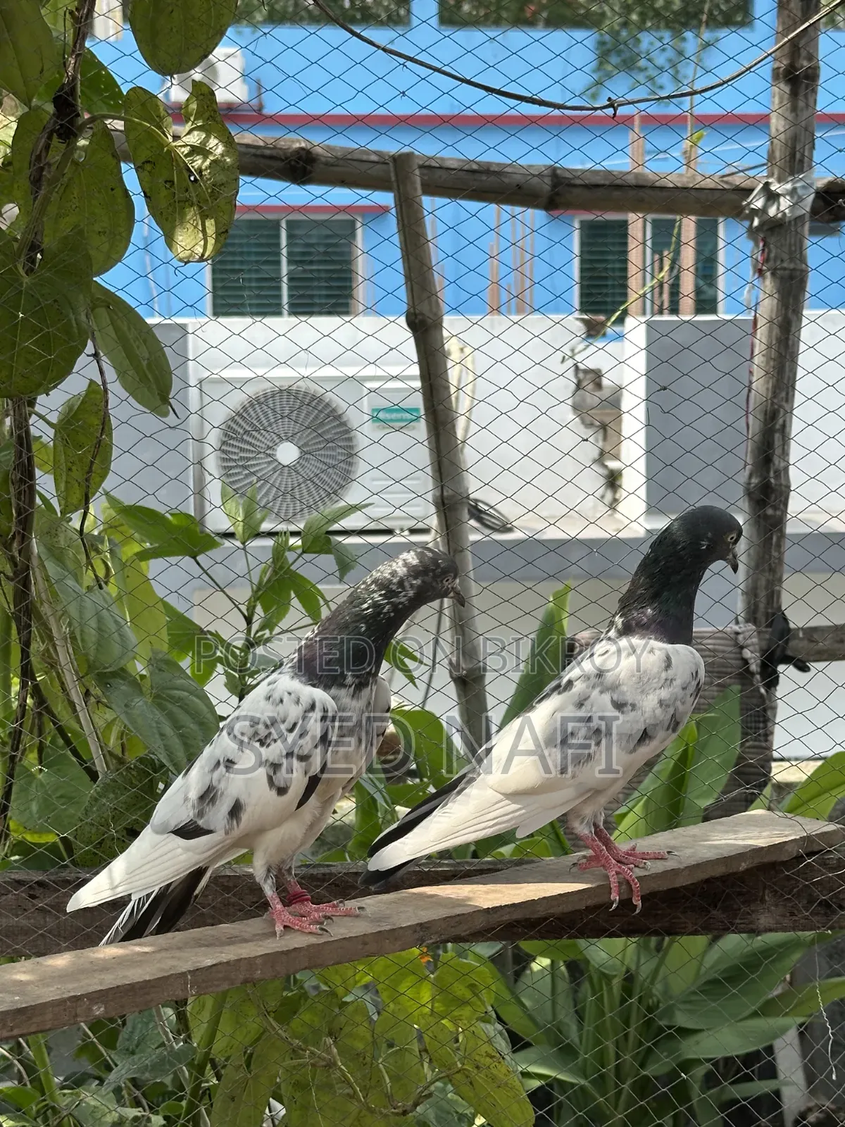 Pakistani Pigeons