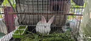 Beautiful White Rabbit (with cage)