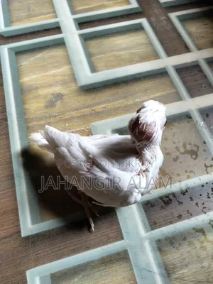 Cockatiel Bird