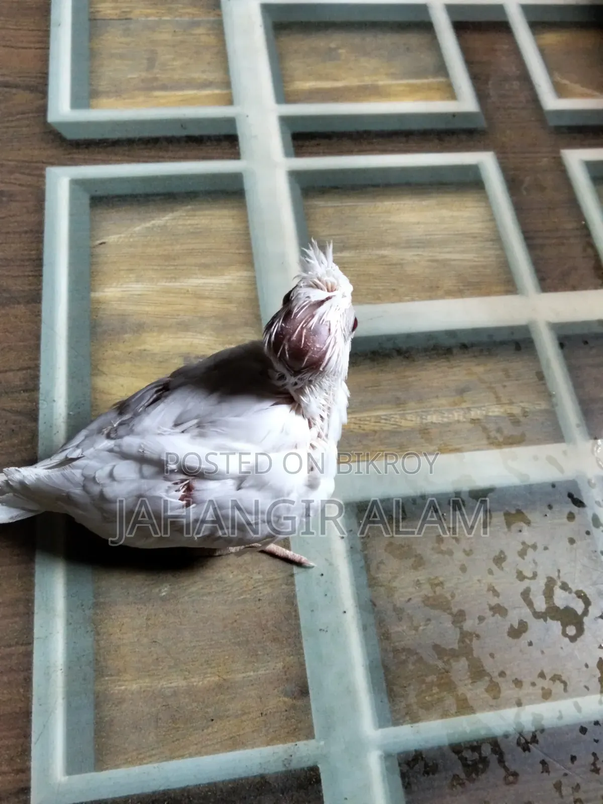 Cockatiel Bird