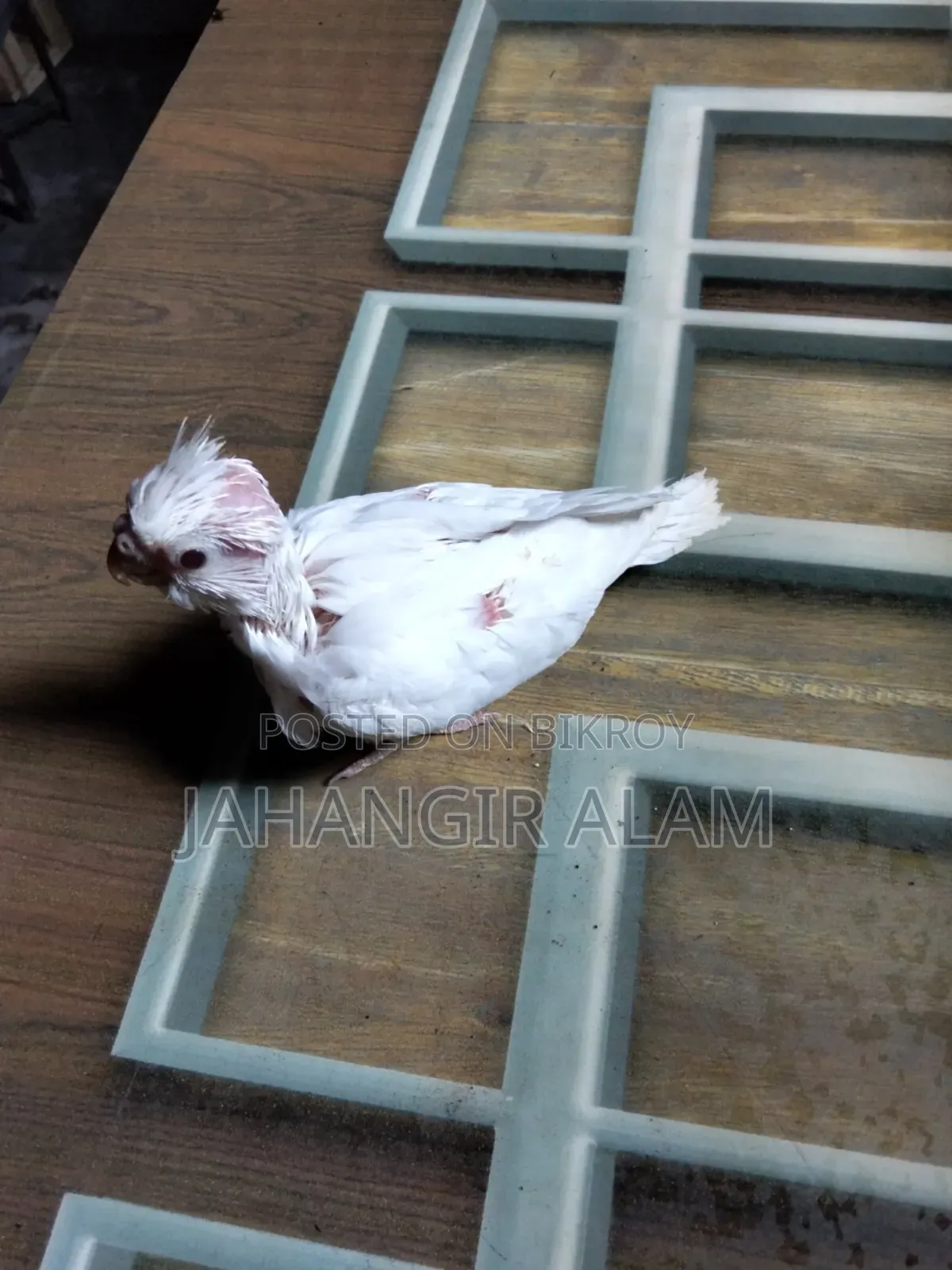 Cockatiel Bird