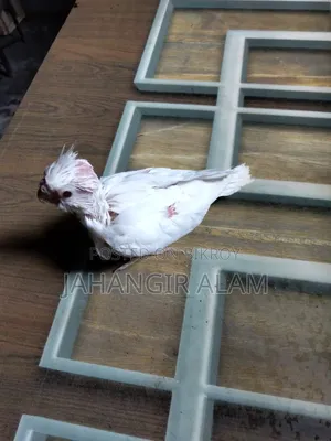 Cockatiel Bird