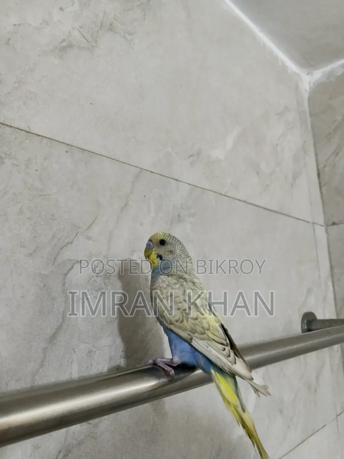 Running Male Budgie