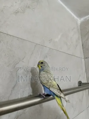 Running Male Budgie