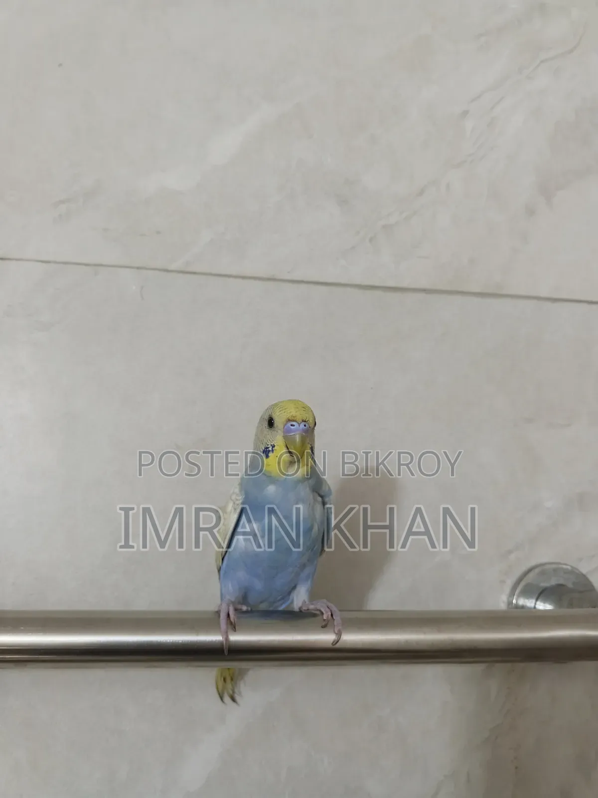 Running Male Budgie