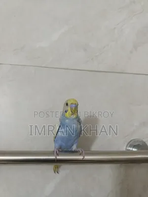 Running Male Budgie