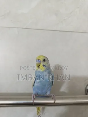 Running Male Budgie