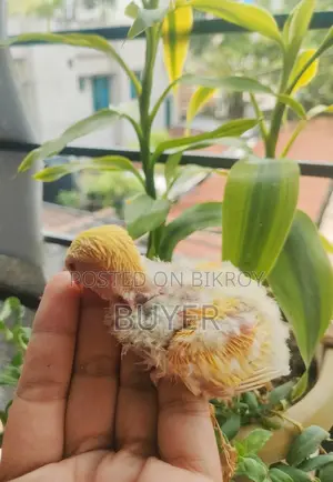 Master Female Lovebird with Eggs and Cage
