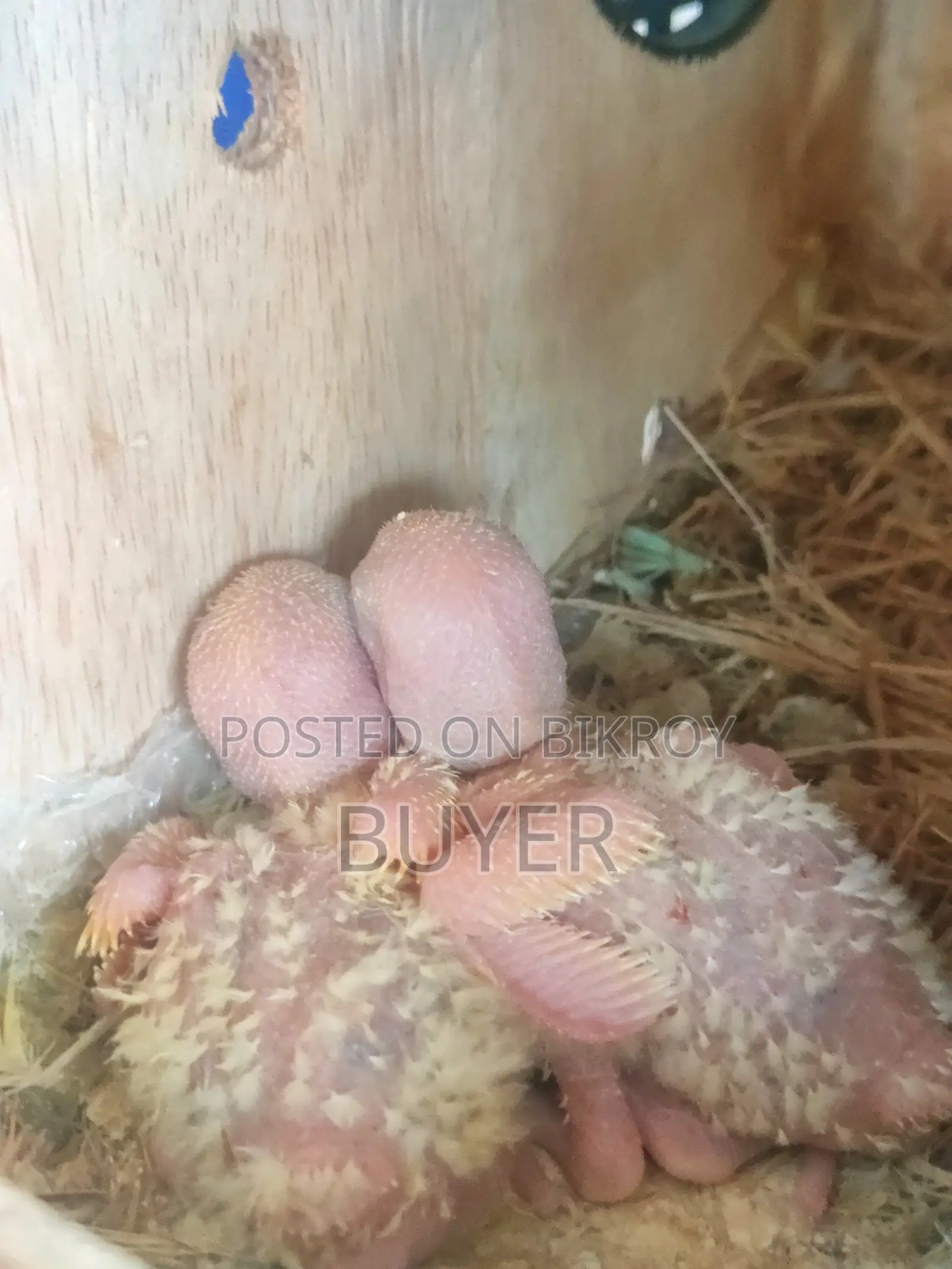 Master Female Lovebird with Eggs and Cage