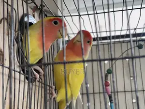 Master Female Lovebird with Eggs and Cage